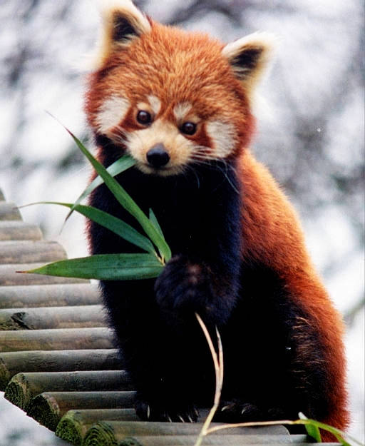 firefox (po polsku to panda mała)